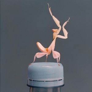 Meet your Posher, Lizzie